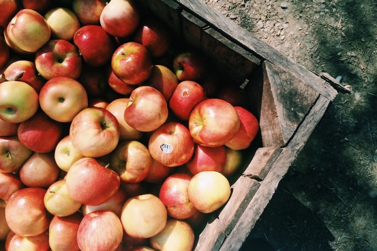 Just-picked apples in a harvest crate