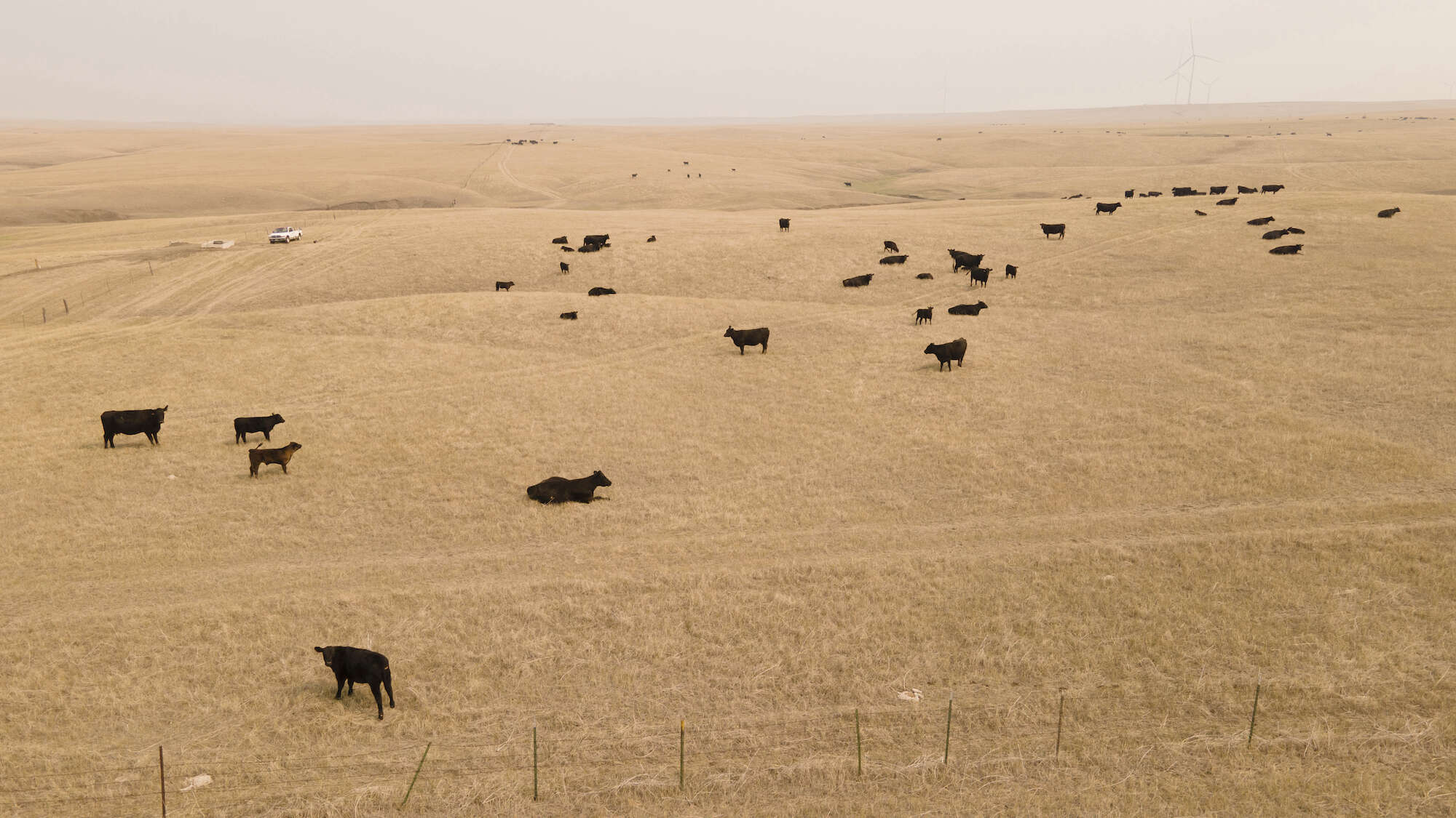 Cattle grazing the golden high-desert grasslands of Northern New Mexico — regenerative land at Net Zero Ranch.
