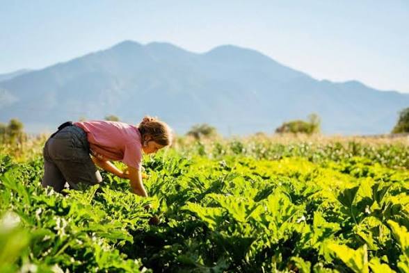 A grower harvesting produce in a Northern New Mexico field, mountains beyond