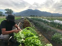 A farmer tending garden beds at a Northern New Mexico farm